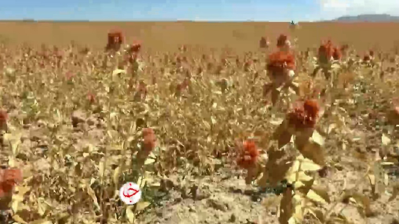 آغاز برداشت  دانه های روغنی (کلزا) در شهرستان هشترود +فیلم