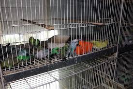 مرگ ده‌ها پرنده زینتی به دلیل آتش سوزی در جهرم