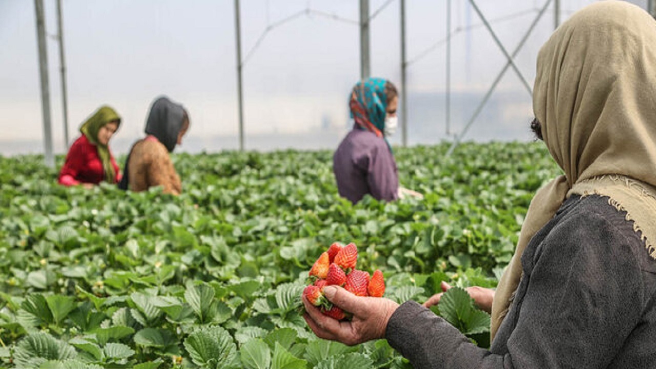 توسعه گلخانه&zwnj;&lrm; ها، مسیر شکوفایی کشاورزی چهارمحال و بختیاری