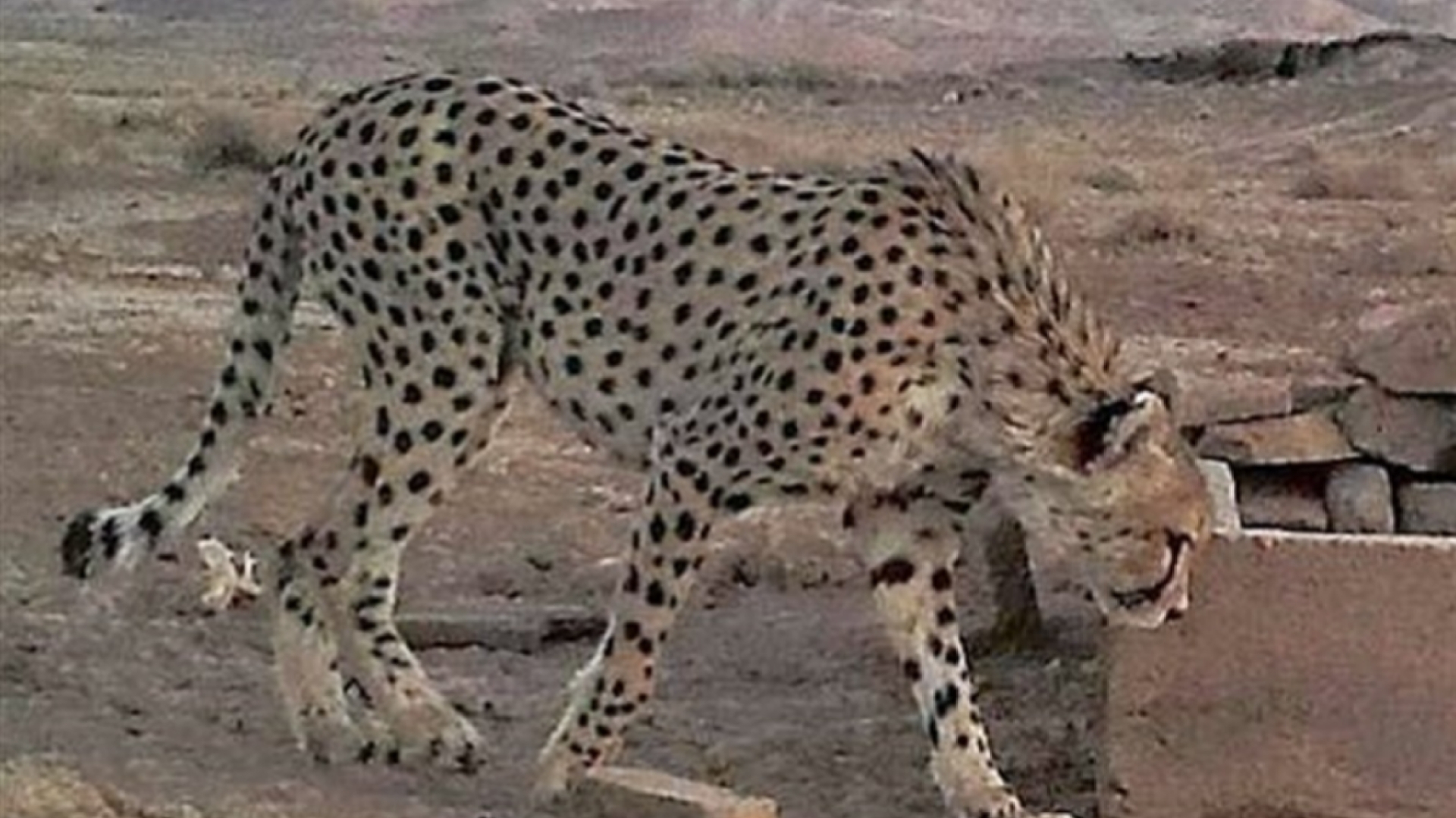 مشاهده یوز پلنگ ماده ایرانی در شاهرود+ فیلم