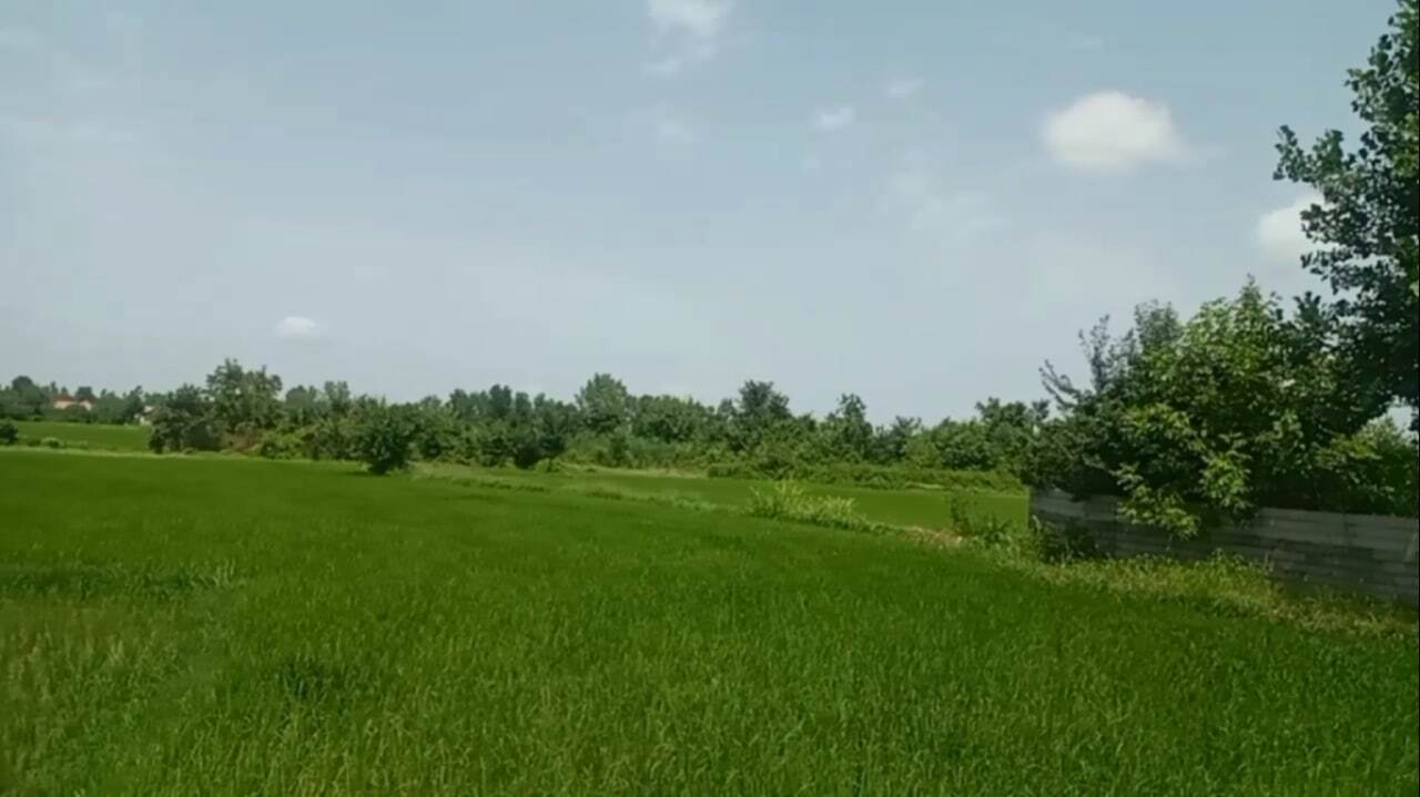 نمایی از شالیزار‌های روستای دلچه سنگر در استان گیلان