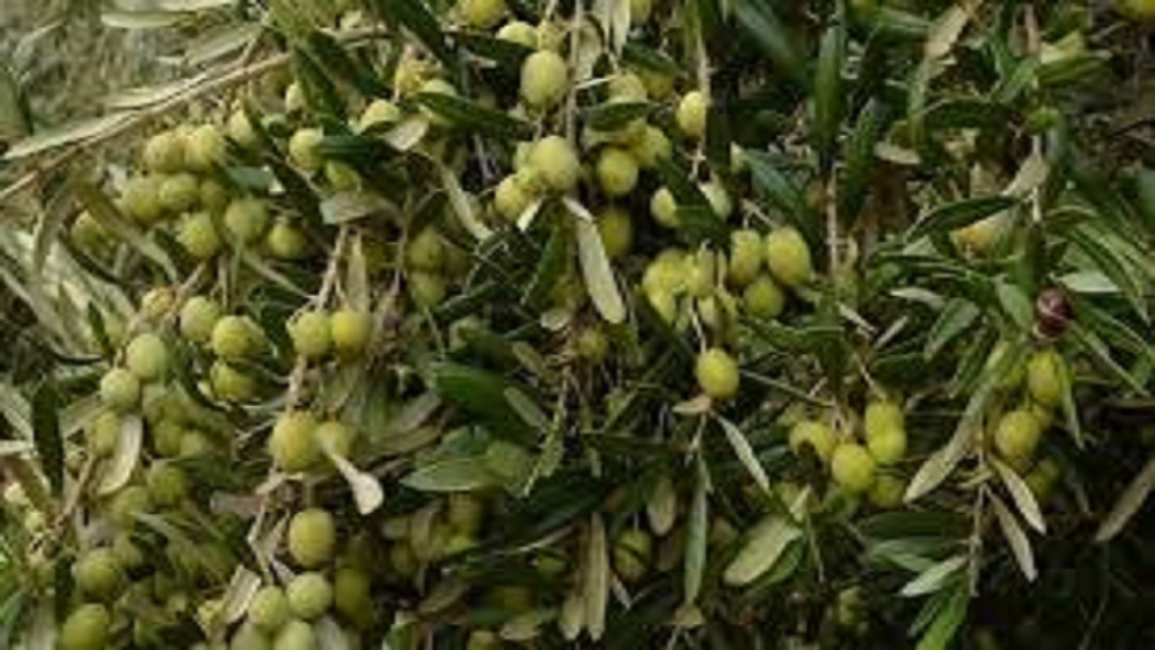 انتخاب خوشه زیتون قزوین بعنوان خوشه برتر کشوری 