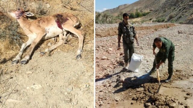 مهار طاعون نشخوارکنندگان در بَموی شیراز/ اتلاف سه دام وحشی