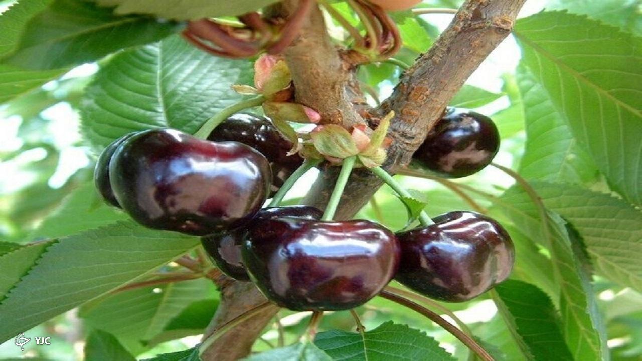 بیش از ۱۰ هزار تن گیلاس از آذربایجان‌غربی صادر شد