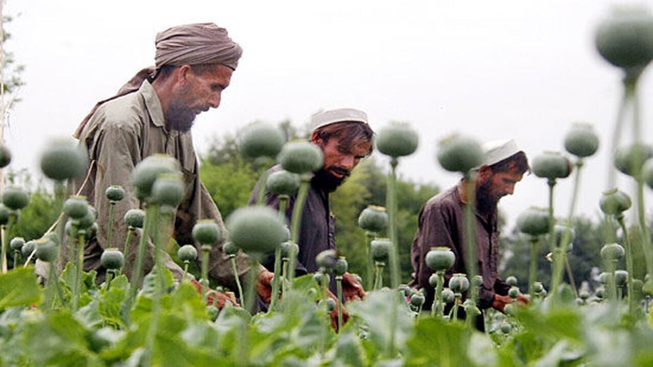 تخریب مزارع تریاک در میدان وردک افغانستان‌