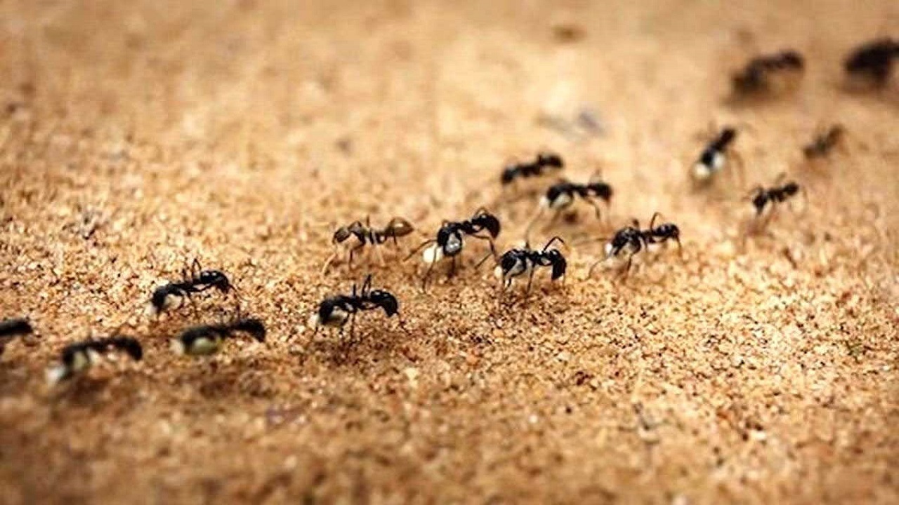 نمایی از تونل‌های لانه مورچه + فیلم