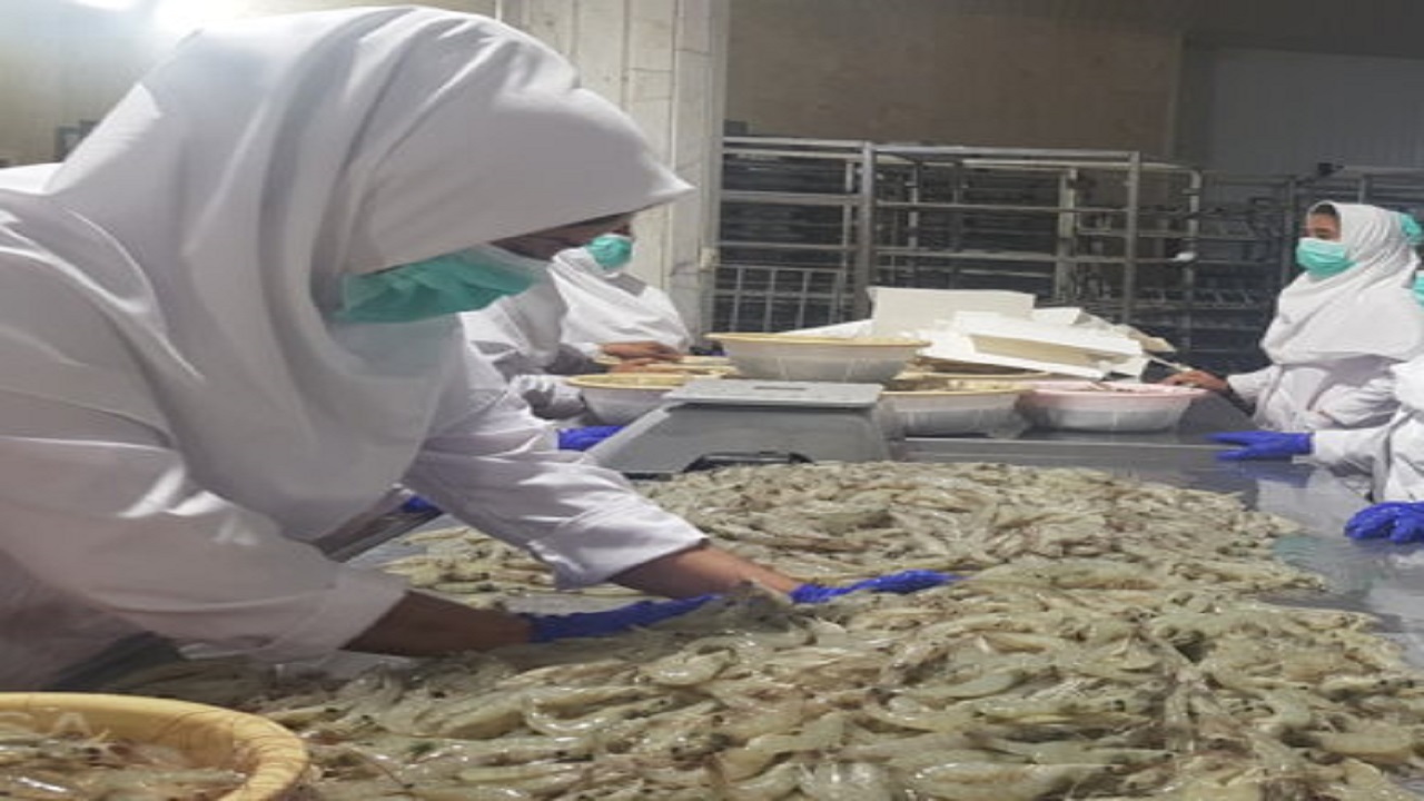 پیش‌بینی برداشت ۲ هزار تن میگو در دشتیاری/ وجود سه ناحیه صنعتی برای فرآوری محصولات دریایی