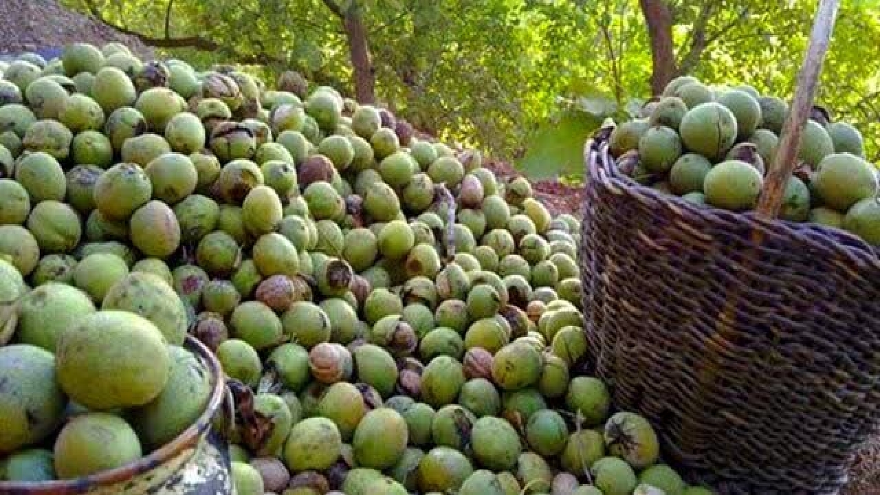نخستین جشنواره ملی گردو در شهرستان بانه برگزار می‌شود