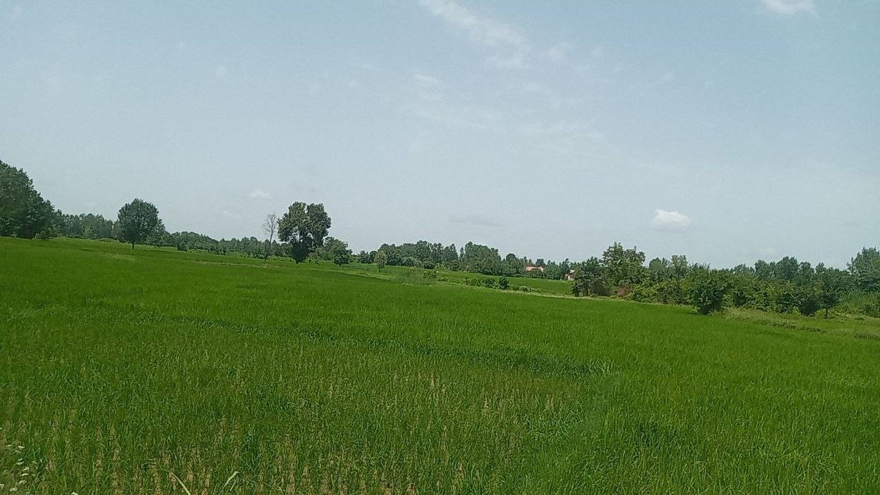 نمایی از مزارع به بار نشسته برنج در روستای دلچه رشت + فیلم
