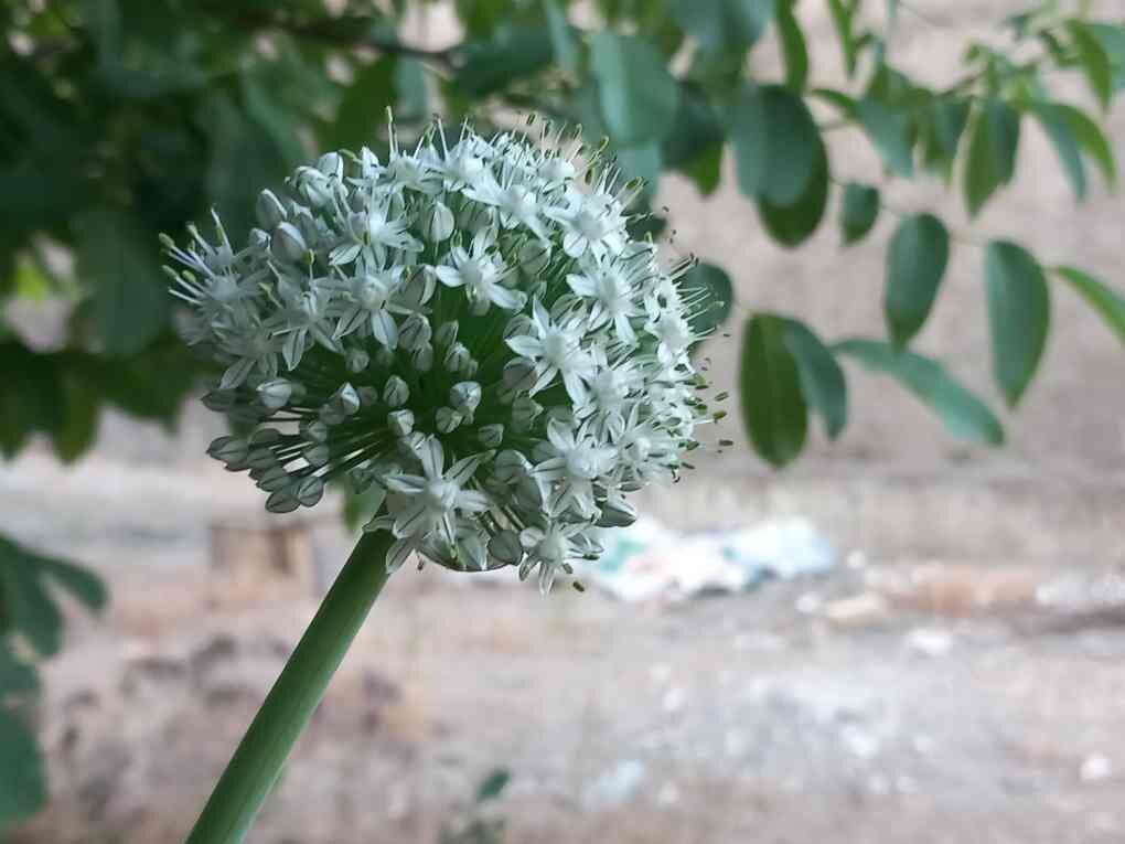 شکوفه گل پیاز