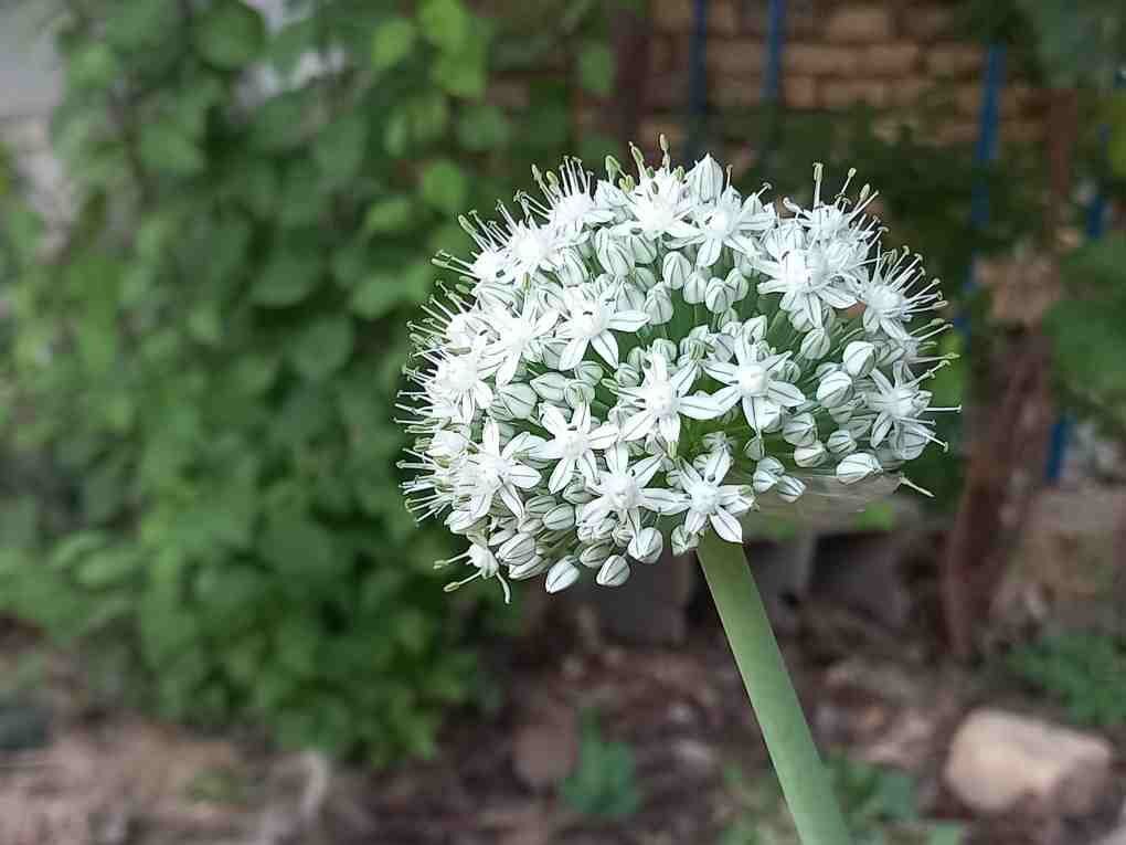 شکوفه گل