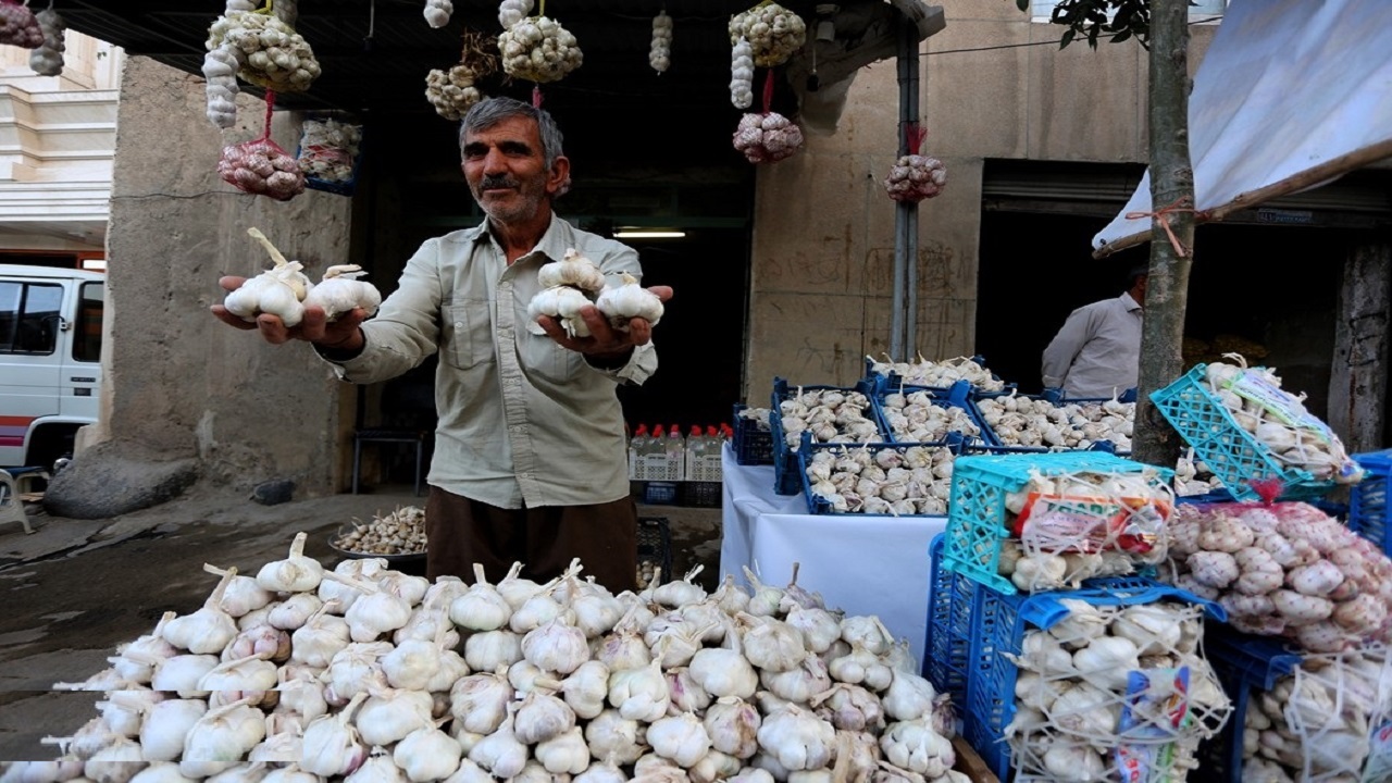 جشنواره ای با طعم سیر