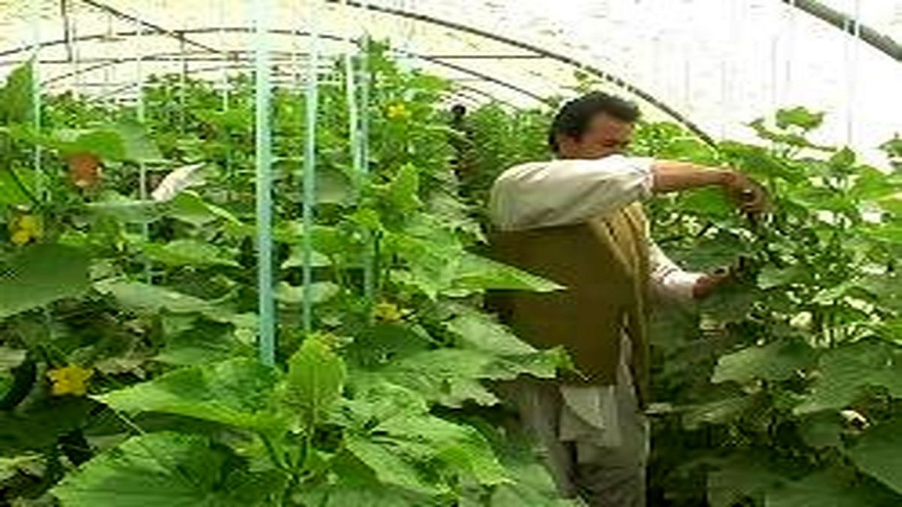 برداشت ۱۵۲ هزارتن انواع محصولات باغی گلخانه‌ای ودارویی درسیستان وبلوچستان