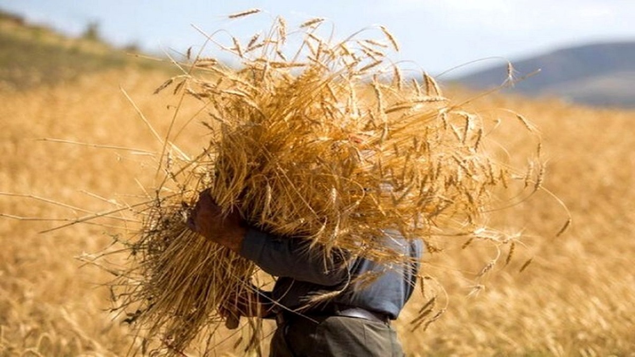 خرید ۶۰ هزار تن گندم مازاد برنیاز از کشاورزان آذربایجان غربی