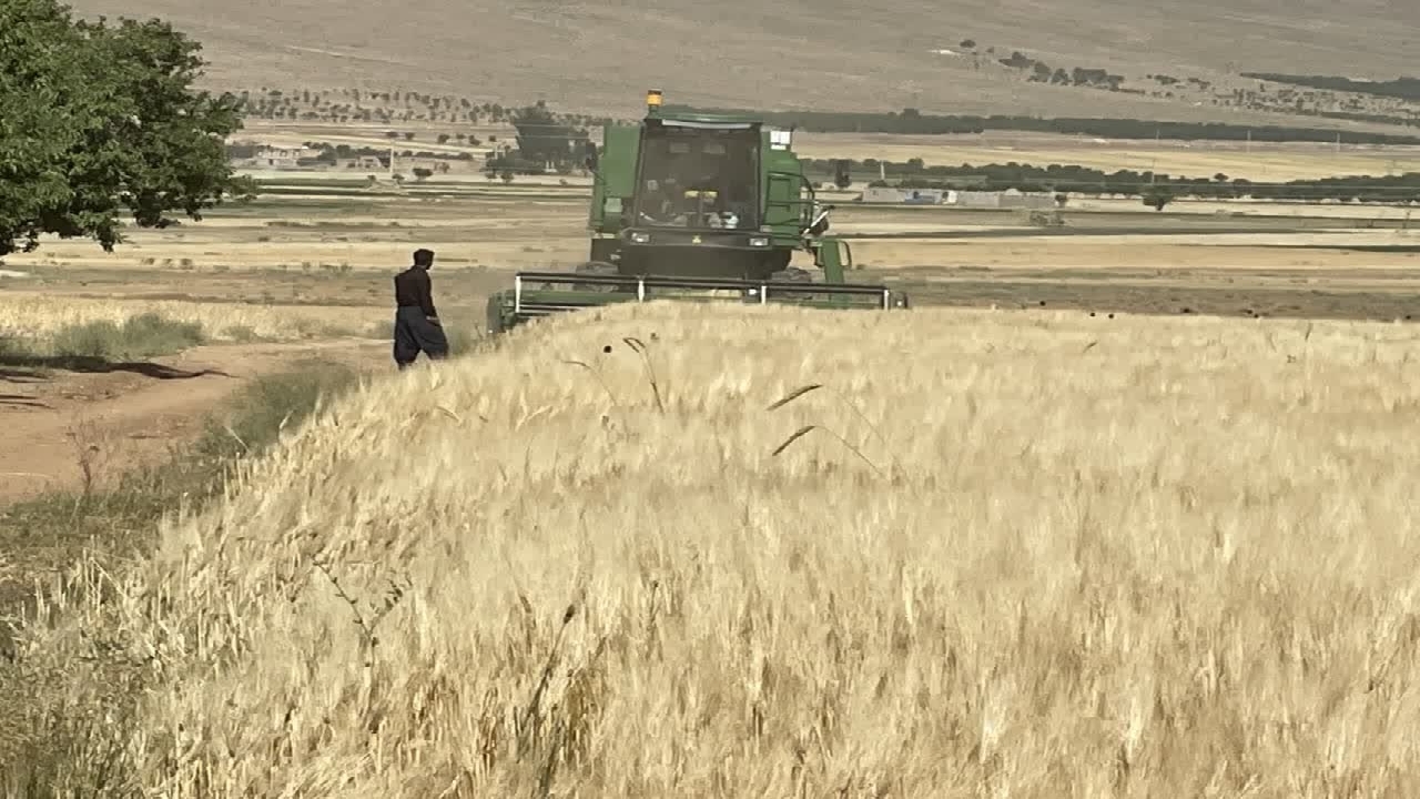 آغاز برداشت خوشه‌های طلایی گندم از مزارع کشاورزی بروجن