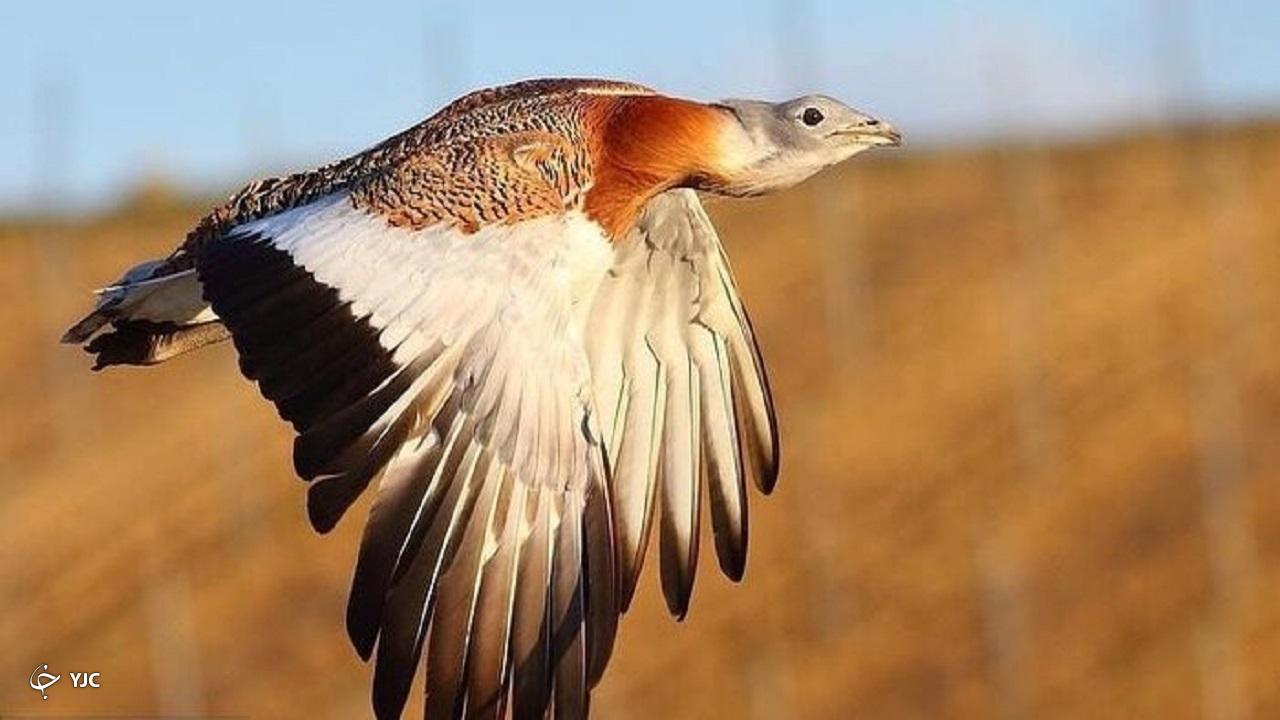 محصول گندم ۱۶ هکتار اراضی اطراف زیستگاه میش‌مرغ‌ها در بوکان خریداری شد