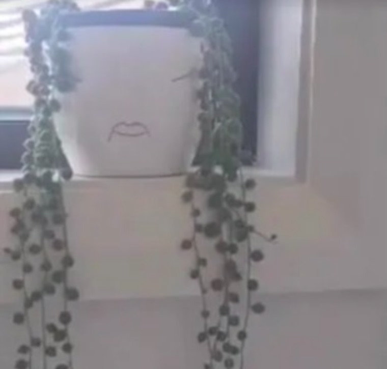 ////5 گیاه آپارتمانی خطرناک برای کودکان