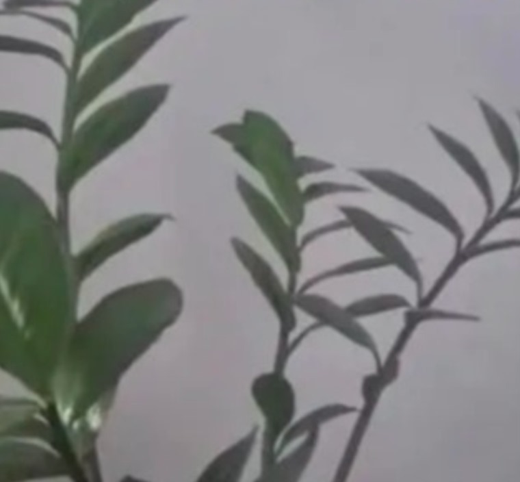 ////5 گیاه آپارتمانی خطرناک برای کودکان