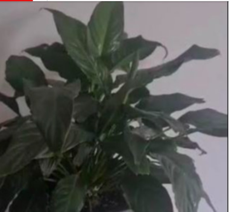 ////5 گیاه آپارتمانی خطرناک برای کودکان