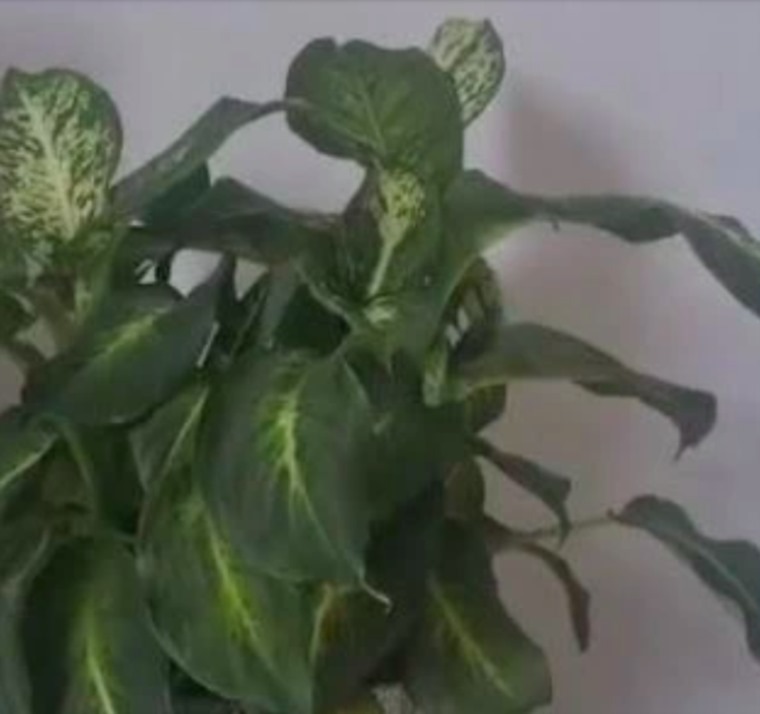 ////5 گیاه آپارتمانی خطرناک برای کودکان
