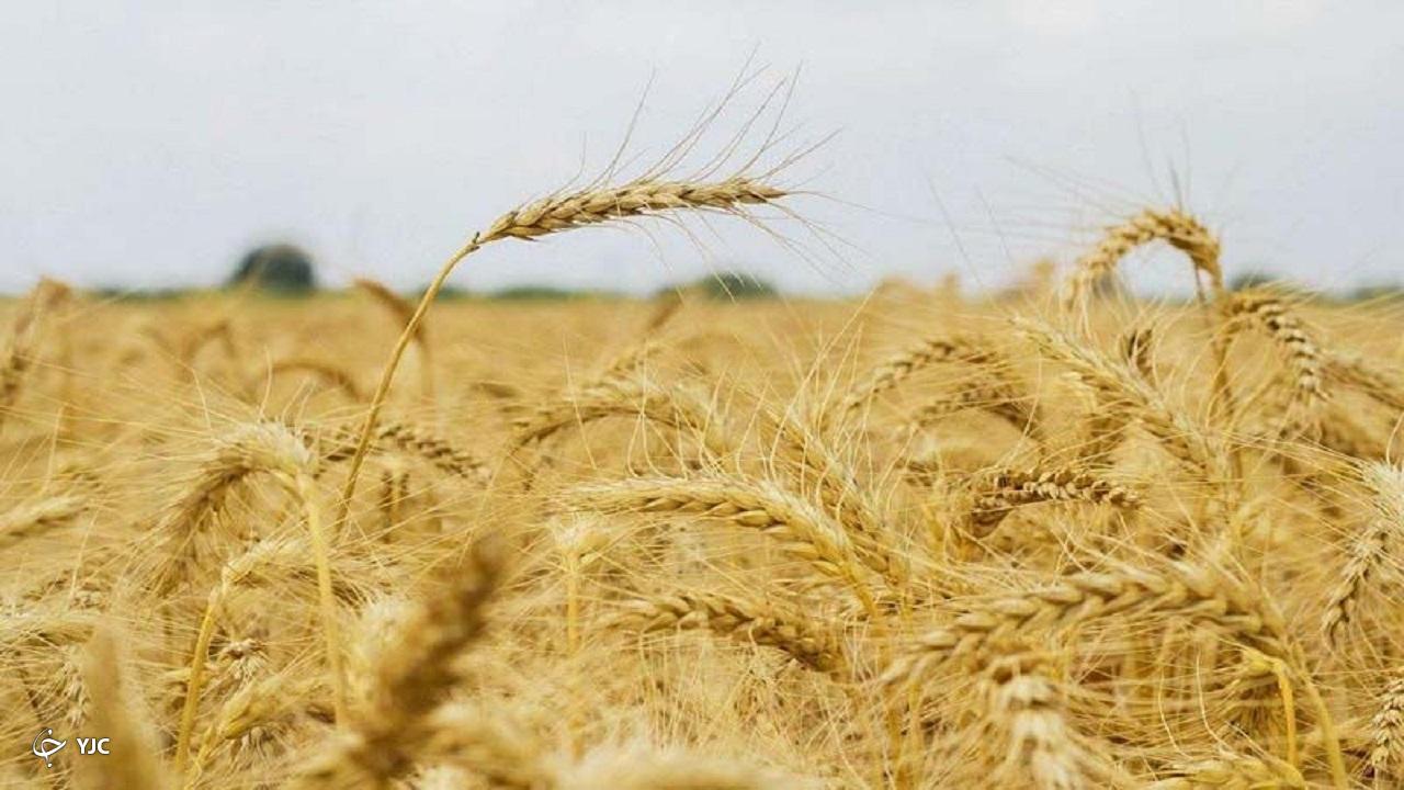 ۶۰ هزار تن گندم از کشاورزان آذربایجان غربی خریداری شد