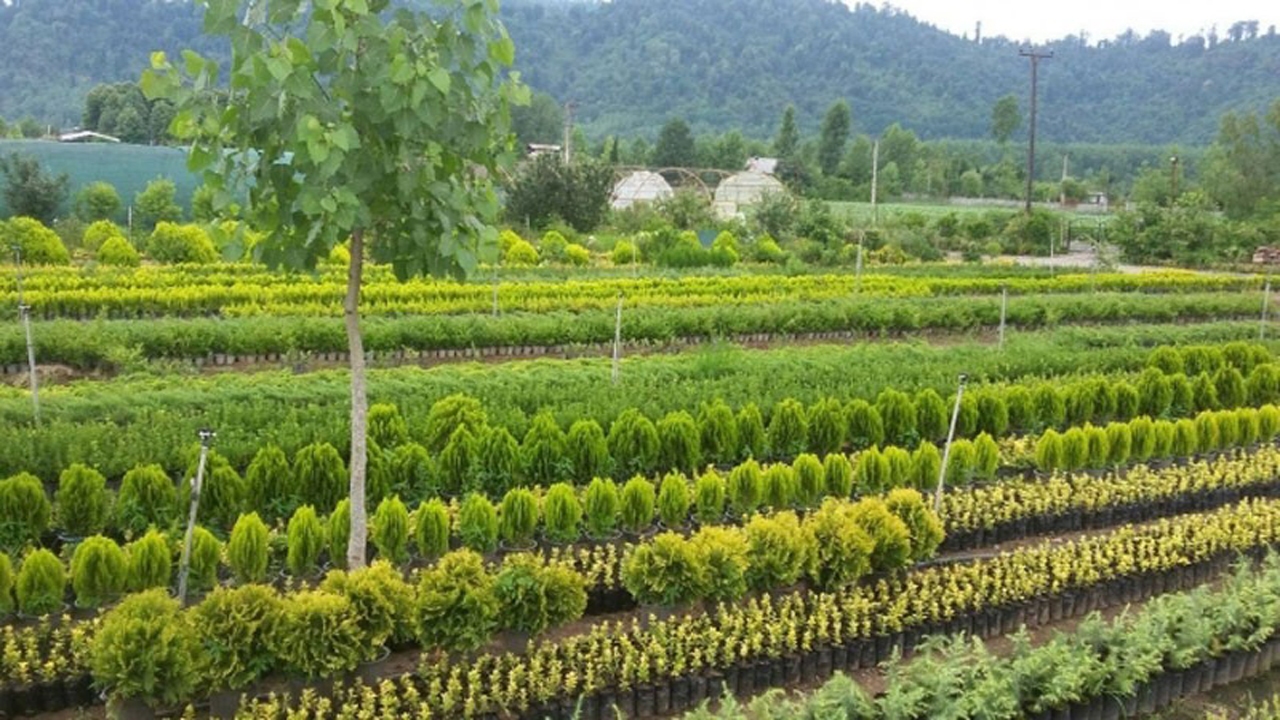 آماده سازی عرصه برای کاشت یک میلیارد درخت از پاییز