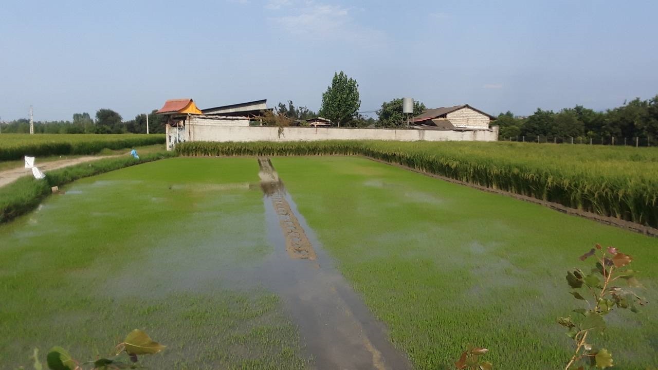 آغاز کاشت نشا دوم در شالیزار‌های روستای سنگرودپی بابل + فیلم و تصاویر