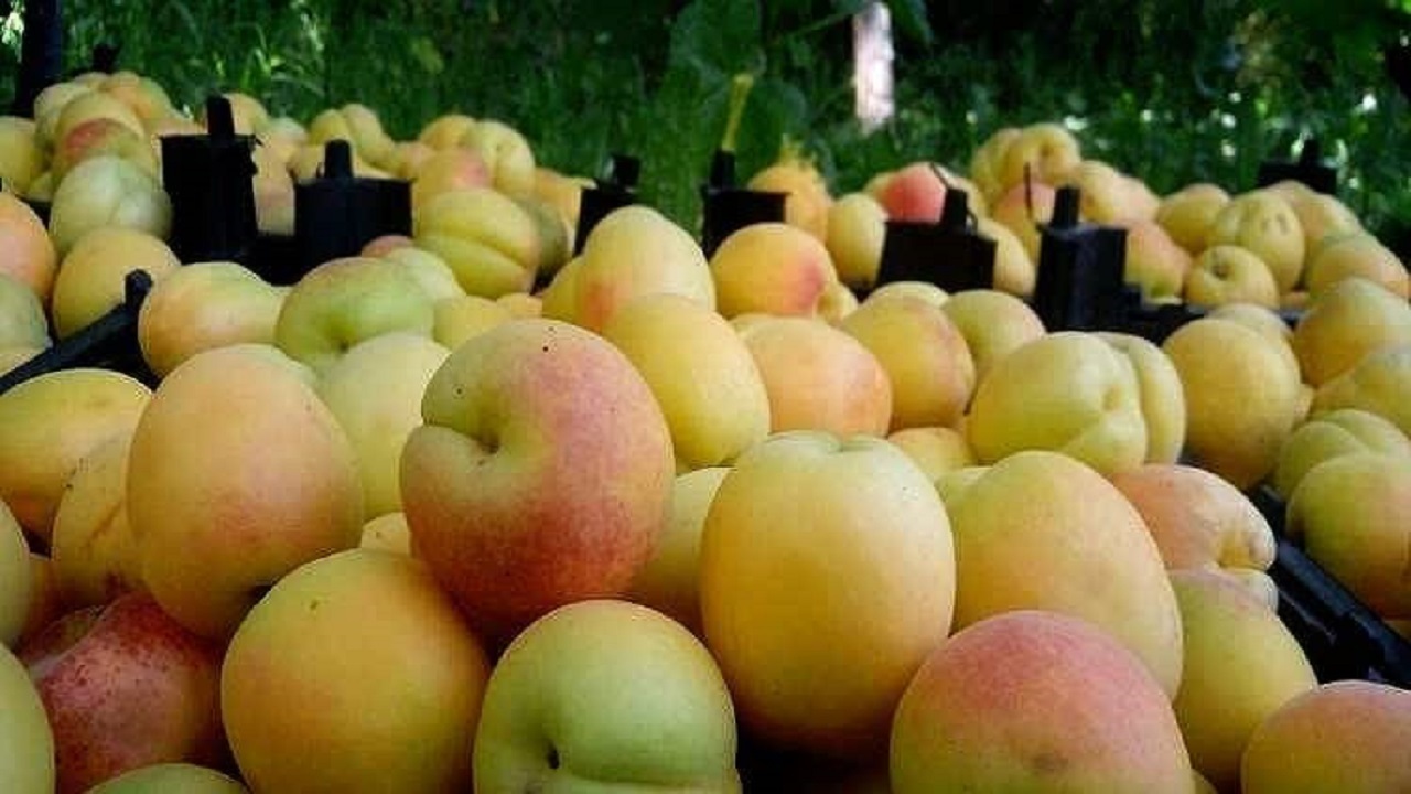 پیش بینی برداشت هزار تن زردآلو از باغات سامان
