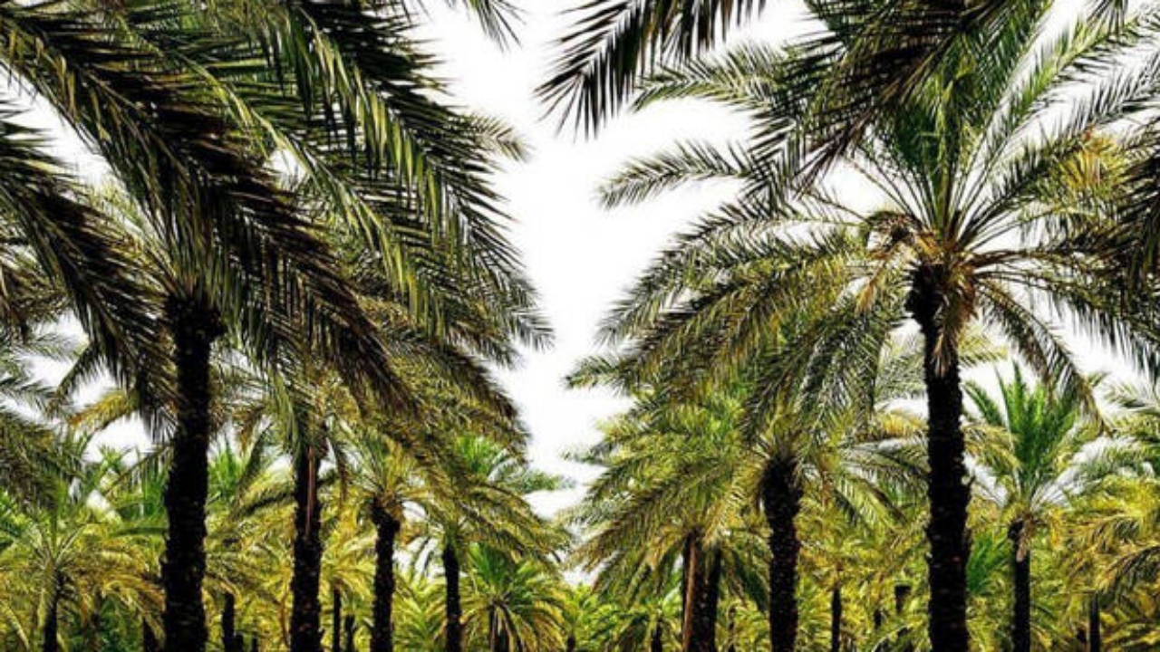 آبادان میزبان همایش ملی خرما