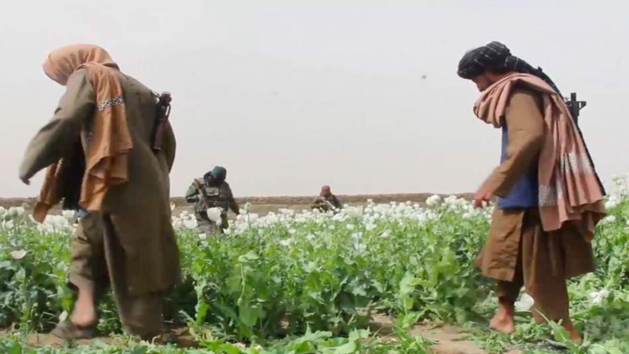 تخریب مزارع تریاک در غزنی