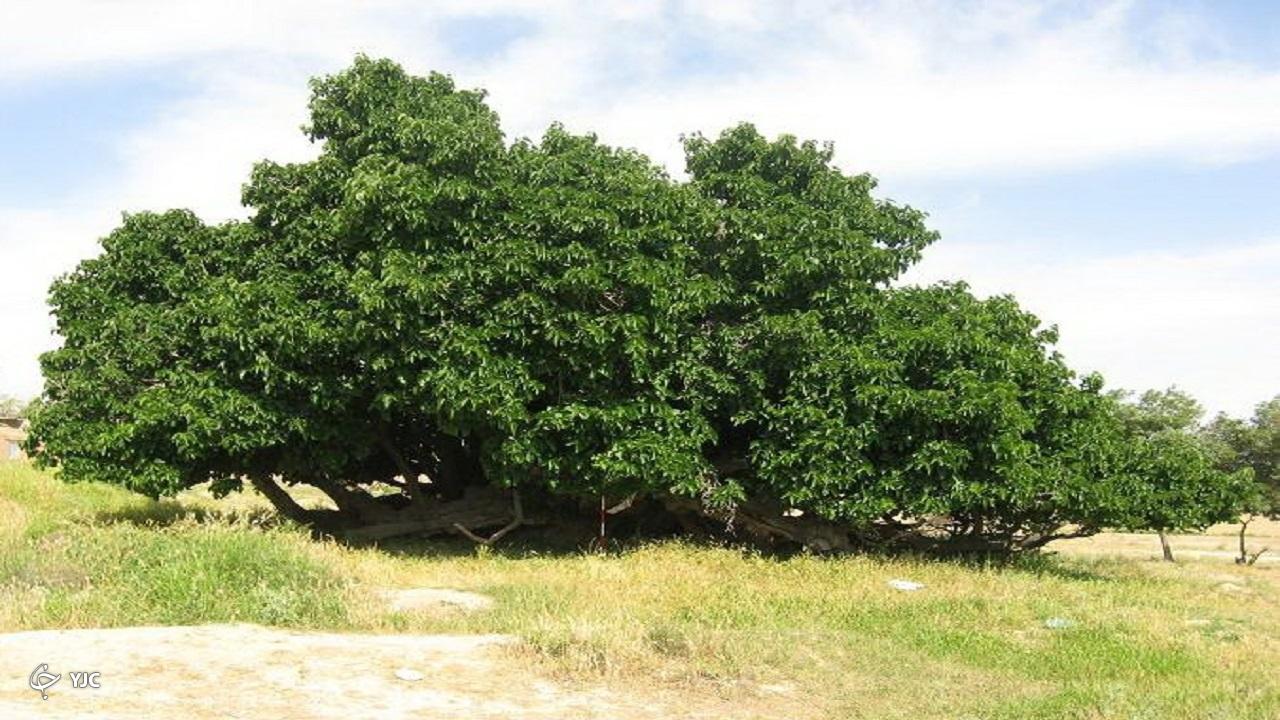 ساماندهی درختان چند صد ساله توت در مهاباد