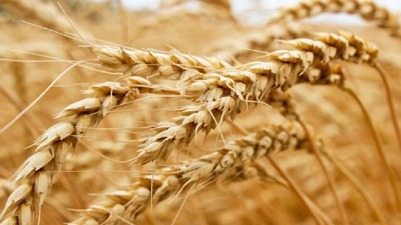 کاهش نرخ گندم کشاورزان خوزستانی را رنجیده خاطر کرد