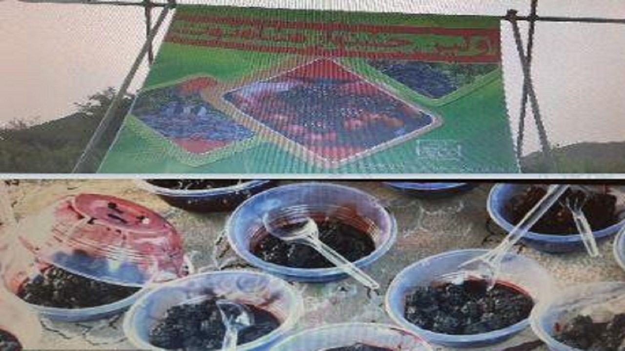 جشنواره شاتوت در روستای سیاه جنگل بخش لادیز میرجاوه