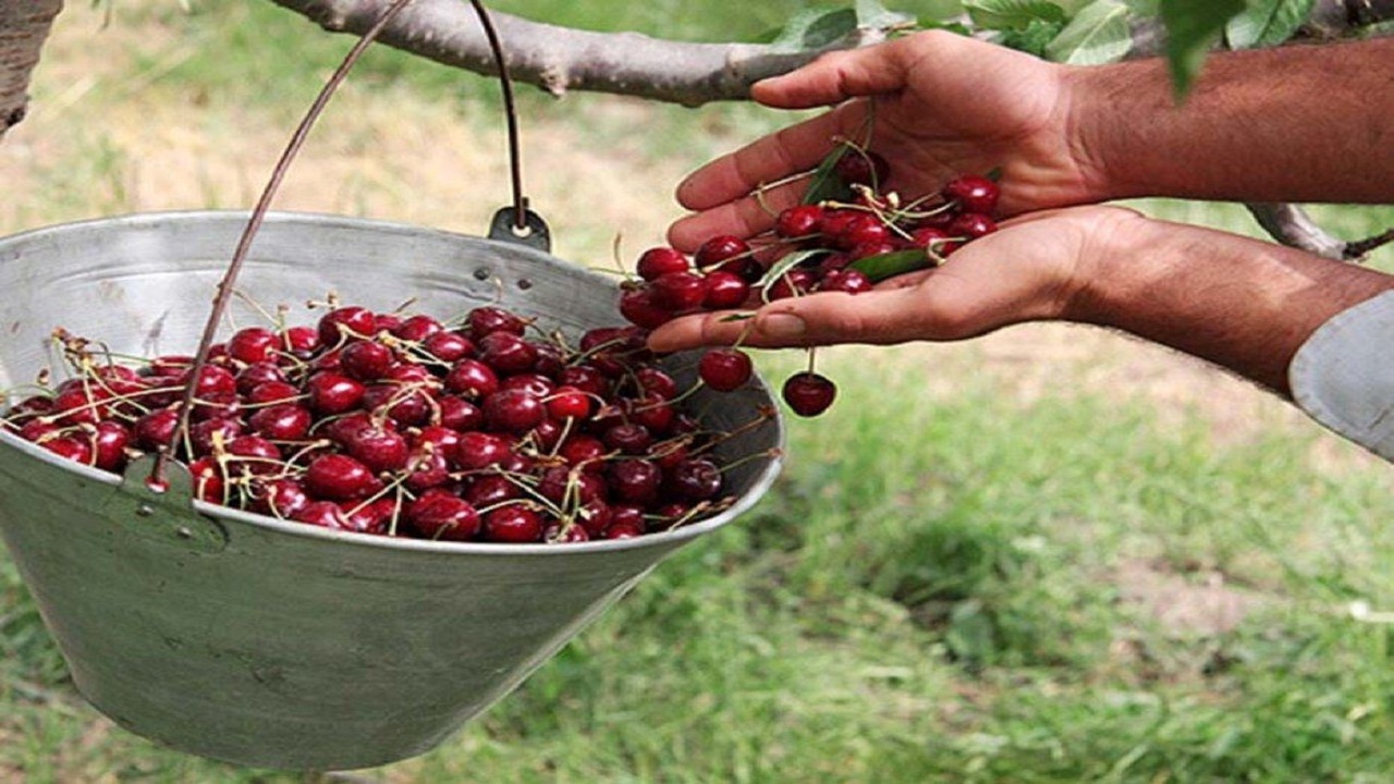 برداشت ۲۰ هزار تن گیلاس و آلبالو در کردستان
