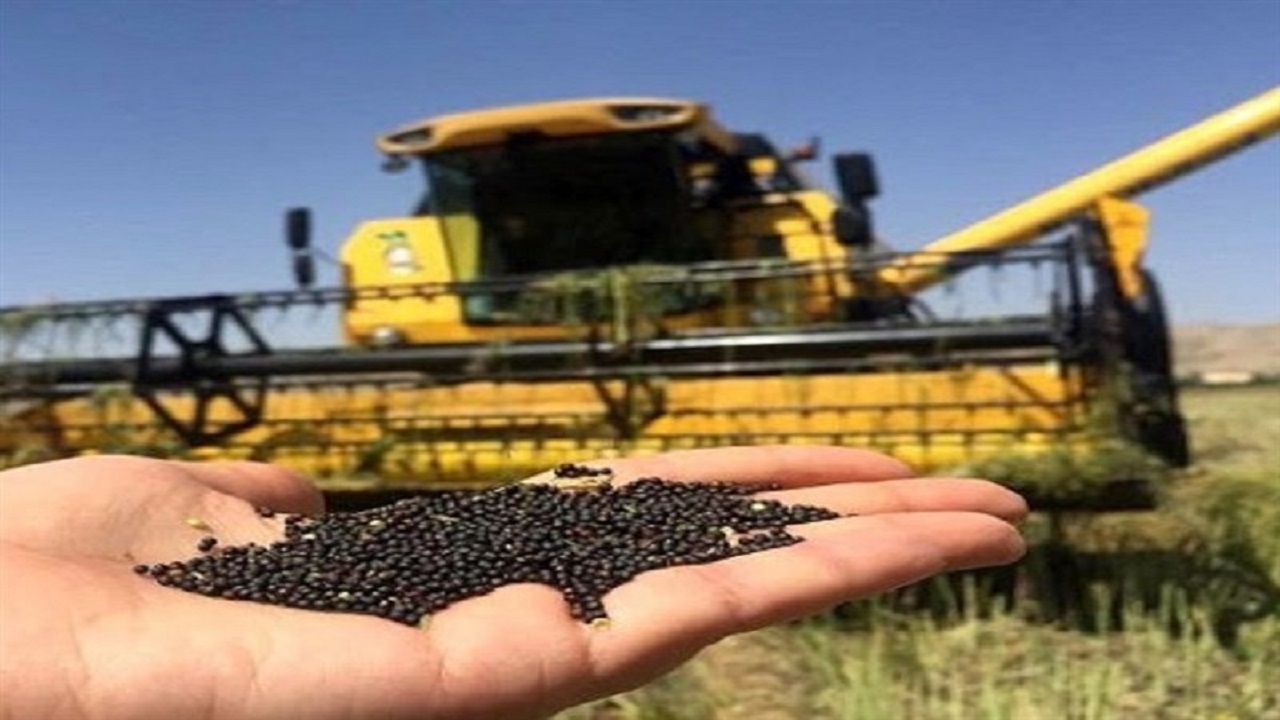 کلزاکاران مناطق کوهستانی نگران فروش تضمینی محصول خود نباشند