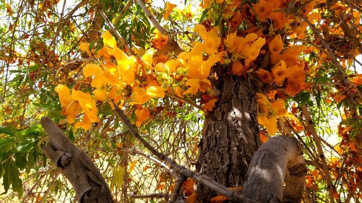 انار شیطان درختی در بلوچستان