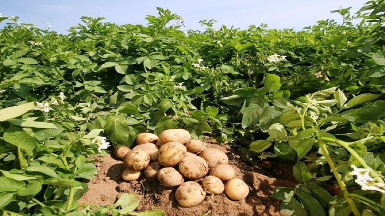 کشت سیب زمینی در۸۰هکتار از زمین های کشاورزی شهرستان خاش