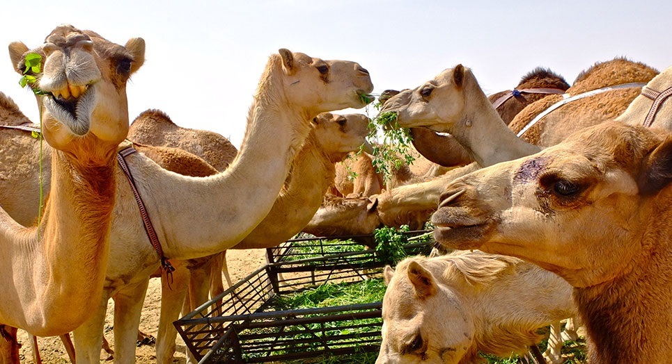 درآمد ۲۸۷ میلیاردی شتر برای خراسان جنوبی