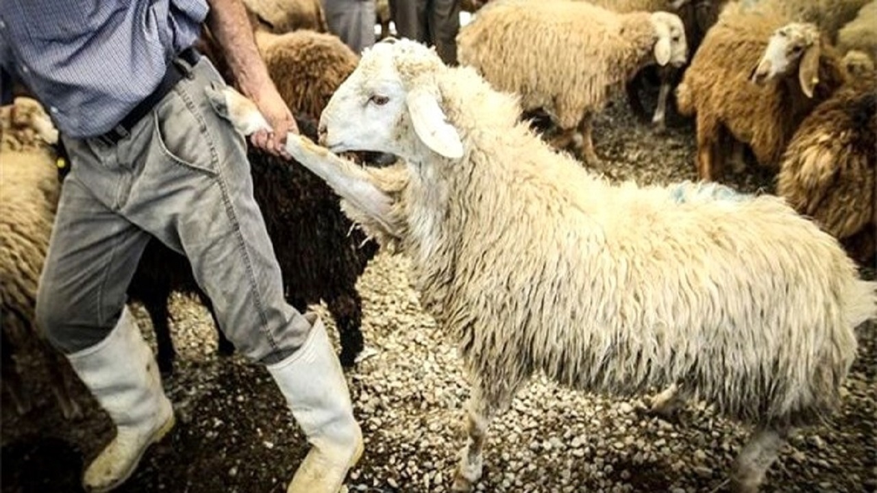 کشف و ضبط بار غیر مجاز دام در شهرستان البرز