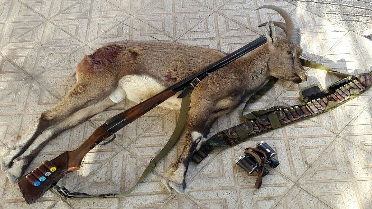 محکومیت شکارچی غیر مجاز یک راس قوچ وحشی در نهاوند