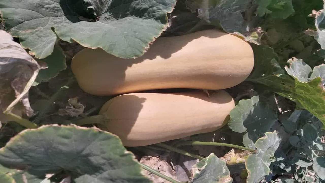 روسیه مشتری کدوهای کازرون