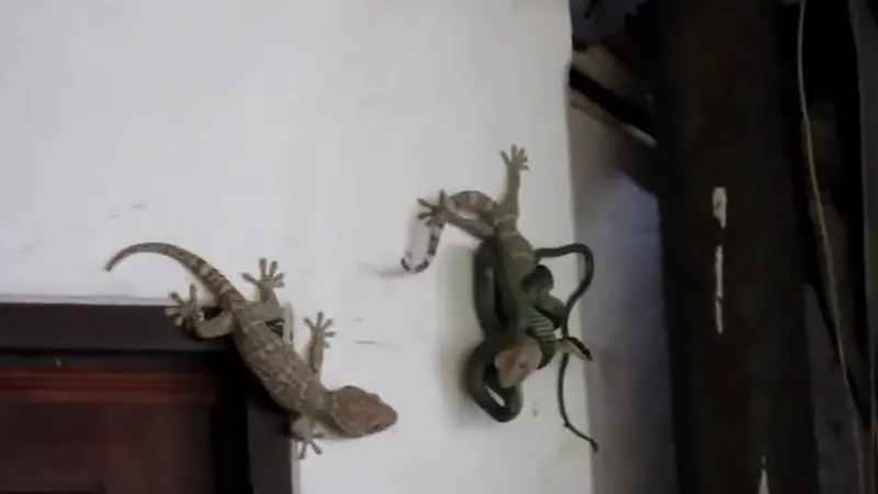 حمله مارمولک به مار برای نجات جفتش + فیلم