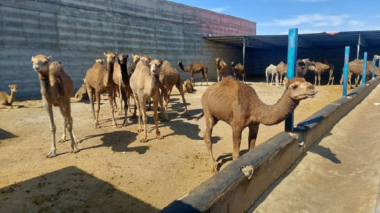 شترداری صنعتی سود آور در دل کویر