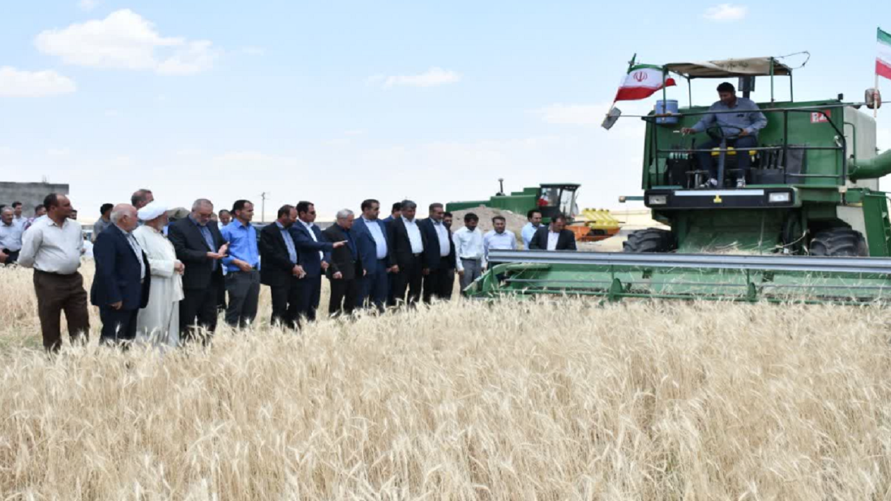 برگزاری جشن برداشت گندم در هشترود