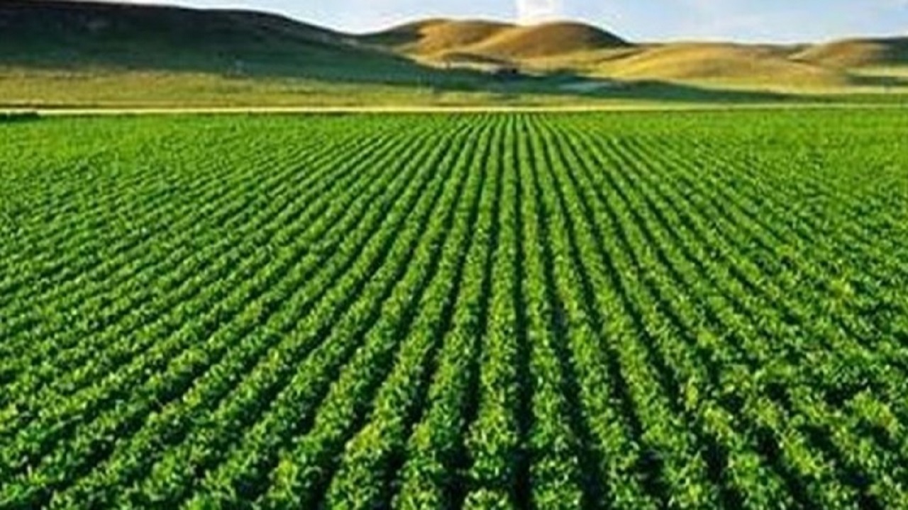 جایگاه اول تا دهم ایران در تولید ۲۲ محصول کشاورزی
