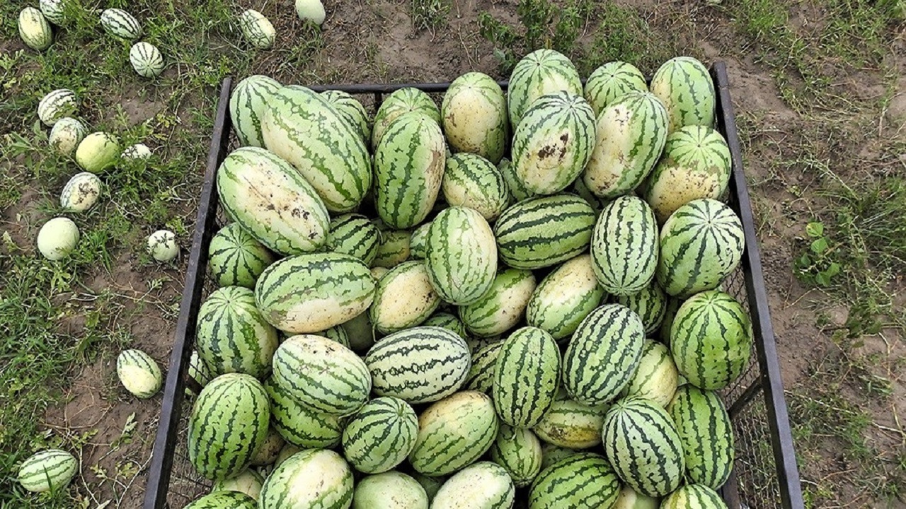 برداشت هندوانه چاف لنگرود آغاز شد