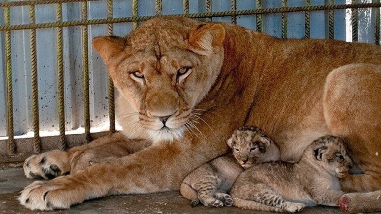 کالبد شکافی توله شیر‌های مرده به دنیا آمده در تبریز