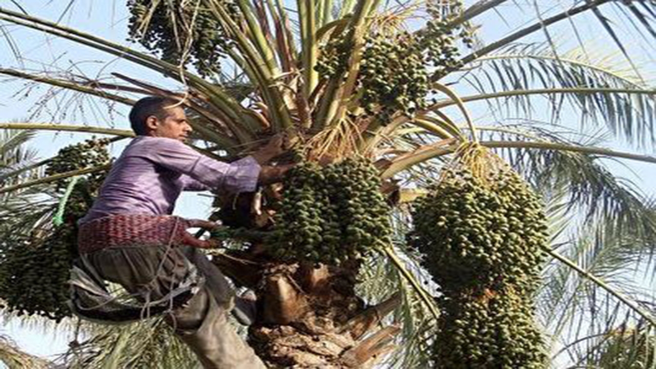 خوشته بندی خرما خوشه بندی خرما