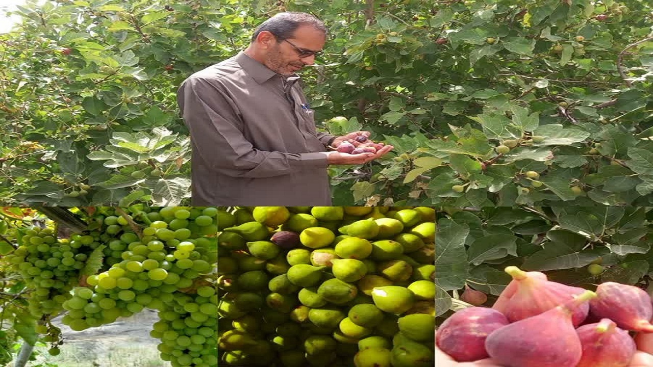 برداشت محصول انگور و انجیر از ۲۰ هکتار باغات فنوج