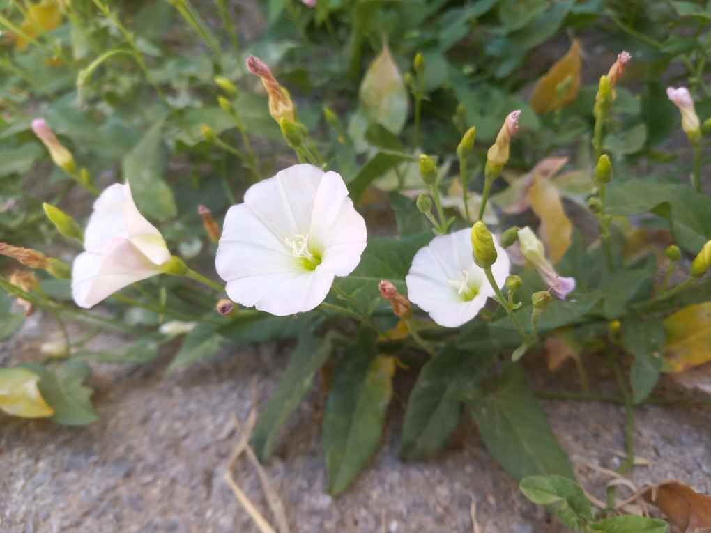 خودنمایی گل پیچک صحرایی در دل طبیعت سمیرم + تصاویر